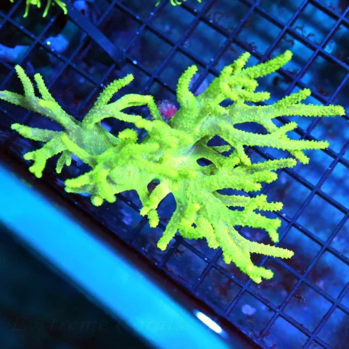 5x4 SINULARIA SPAGHETTI LEATHER CORAL - RARELY IMPORTED HARD TO GET LEMON LIME YELLOW SINULARIA