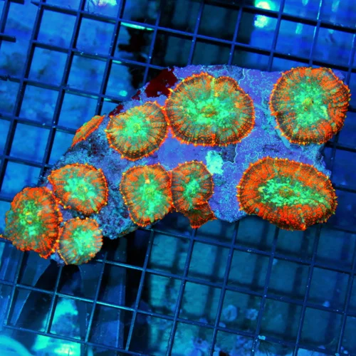 5.5x5.5 RHODACTIS MUSHROOM CORAL - FULLY COVERED ULTRA COLORED ORANGE RHODACTIS MUSHROOM CORAL COLON