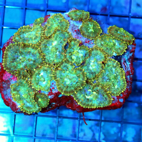 4.5x4 RHODACTIS MUSHROOM CORAL -FULLY COVERED VERY RARE ULTRA GRADE RHODACTIS MUSHROOM CORAL COLONY