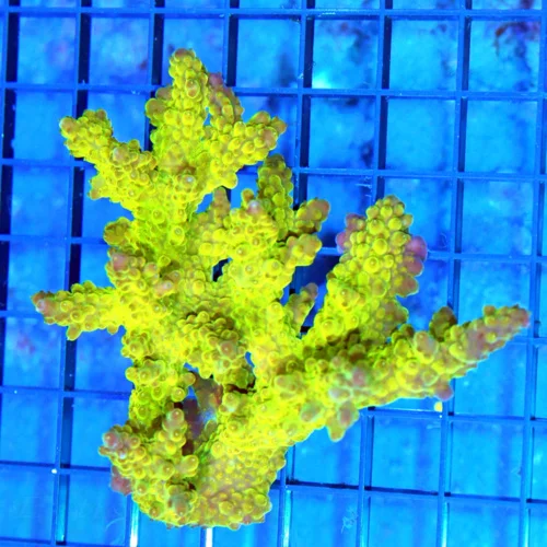 4.5x4 ACROPORA CORAL - ARRIVE ALIVE GUARANTEE - MULTICOLORED GREEN ULTRA COLORED AUSSIE ACROPORA COR