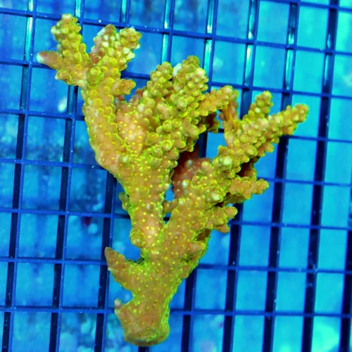 4.5x4.5 ACROPORA CORAL - ARRIVE ALIVE GUARANTEE - MULTICOLORED GREEN ULTRA COLORED AUSSIE ACROPORA C