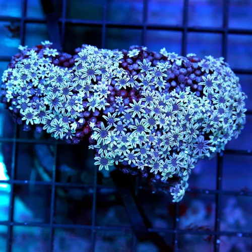 PIPE ORGAN CORAL - BEAUTIFUL WHITE FIJI PIPE ORGAN CORAL