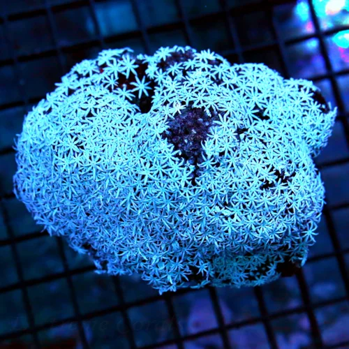 4.5x4 PIPE ORGAN CORAL - WE RARELY GET THESE BLUE/WHITE PIPE ORGAN CORALS