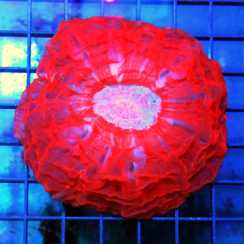 4.5x4.5 XL CYNARINA CORAL - SUPER NEON RED PURPLE/BLUE EYED ULTRA COLORED CYNARINA