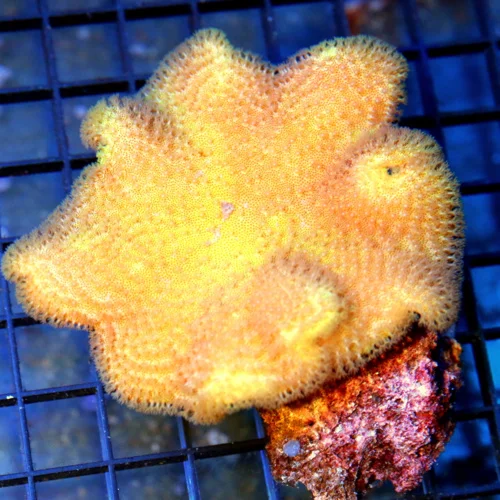 4.5x4.5 SARCOPHYTON ELEGANS LEATHER CORAL - WE NEVER GET THESE FIJI IMPORTED YELLOW LEATHER CORALS