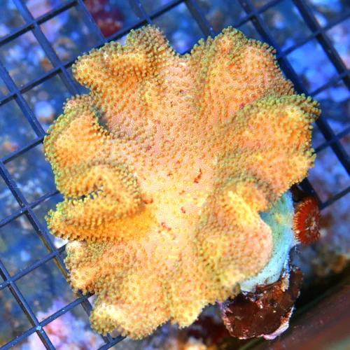 4.5x4.5 SARCOPHYTON ELEGANS LEATHER CORAL - WE NEVER GET THESE FIJI IMPORTED YELLOW LEATHER CORALS