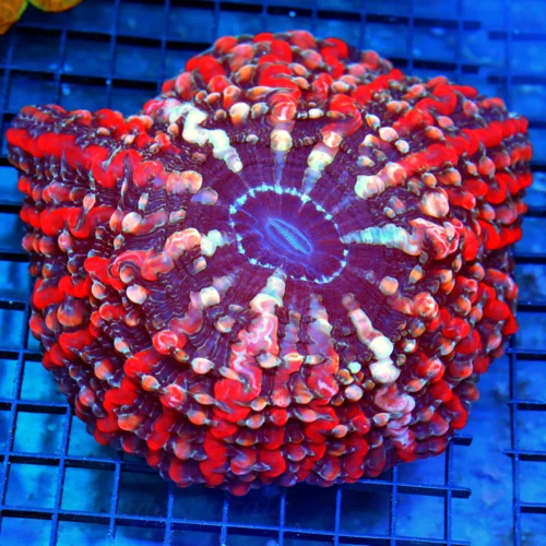 8x8 GIANT INDOPHYLLIA CORAL - HANDPICKED ULTRA ULTRA COLORED ULTRA GRADE SHOWPIECE INDOPHYLLIA