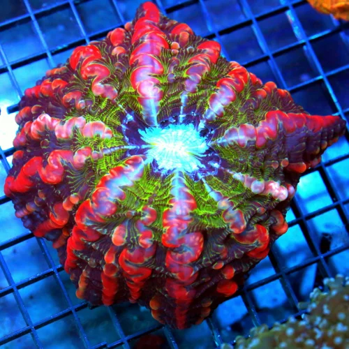 7x7 GIANT INDOPHYLLIA CORAL - HANDPICKED ULTRA ULTRA COLORED ULTRA GRADE SHOWPIECE INDOPHYLLIA