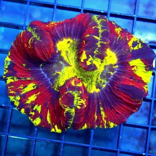 4.5x4 WELLSOPHYLLIA CORAL - ULTRA COLORED ULTRA GRADE "RAINBOW" WELLSOPHYLLIA