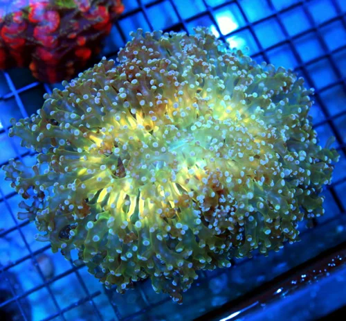 7x6.5 GIANT OCTOSPAWN CORAL - OUT OF THIS WORLD HANDPICKED BLUE TENTACLED GREEN CENTERED OCTOSPAWN