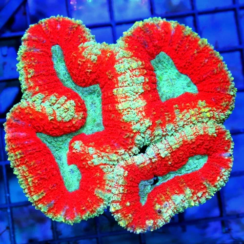 4.5x4.5 LOBOPHYLLIA CORAL - ULTRA FIRE TRI-COLORED HANDPICKED LOBOPHYLLIA CORAL