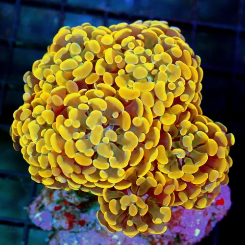 5x5 XL BRANCHING HAMMER CORAL - VERY VERY RARE ORANGE COLORED XL BRANCHING HAMMER CORAL