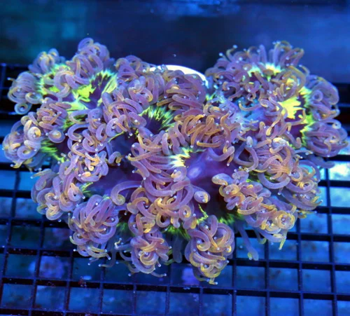 8.5x7.5 ELEGANCE CORAL - OUT OF THIS WORLD HANDPICKED SUPER SHOWPIECE VERY VERY RARE ELEGANCE