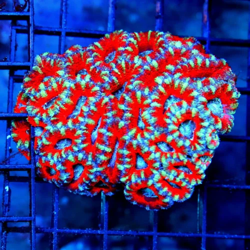 4x3 ACANTHASTREA LORDHOWENSIS CORAL - BAD TO THE BONE ULTRA COLORED ALIEN EYED ACANTHASTREA LORDHOWE