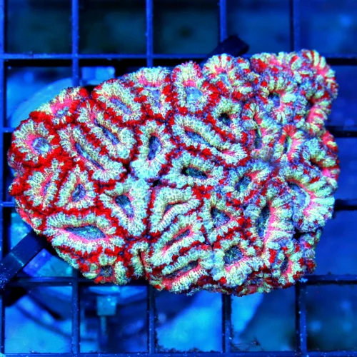 3.5x3 ACANTHASTREA LORDHOWENSIS CORAL - BAD TO THE BONE ULTRA COLORED ALIEN EYED ACANTHASTREA LORDHO