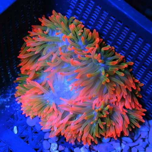 6x6 ROSE BUBBLE ANEMONE - ARRIVE ALIVE GUARANTEE - PURPLE BASED FIJI ROSE BUBBLE ANEMONE