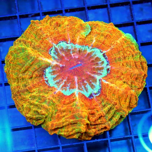 6x6 ACANTHOPHYLLIA CORAL - ULTRA ULTRA COLORED HANDPICKED MASTERPIECE ULTRA GRADE ACANTHOPHYLLIA