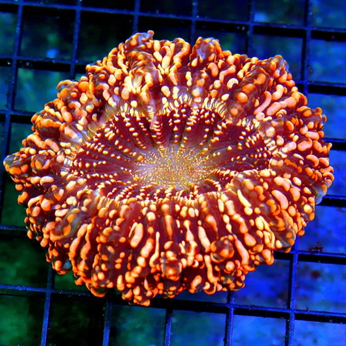 5.5x5.5 ACANTHOPHYLLIA CORAL - SUPER ULTRA SPECKLED ORANGE HANDPICKED BY SCOTT ACANTHOPHYLLIA