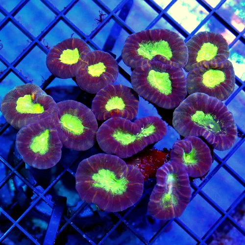 4.5x4 CANDY CANE CORAL - ULTRA COLORED GREEN ALIEN EYED CANDY CANE CORAL