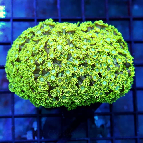 4.5x4 GONIOPORA CORAL - BLUE EYED ULTRA COLORED YELLOW GONIOPORA CORAL