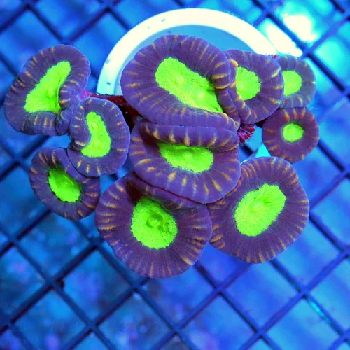 4x3 CANDY CANE CORAL - ULTRA COLORED GREEN ALIEN EYED CANDY CANE CORAL