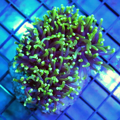 4.5x4 TORCH CORAL - PURPLE TENTACLED LIME GREEN TIPPED TORCH CORAL