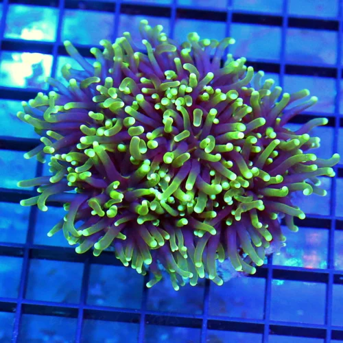 4.5x4.5 TORCH CORAL - PURPLE TENTACLED LIME GREEN TIPPED TORCH CORAL