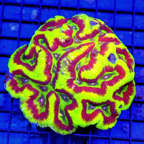 5x5 LOBOPHYLLIA CORAL - HANDPICKED ULTRA FIRE TRICOLORED LOBOPHYLLIA CORAL