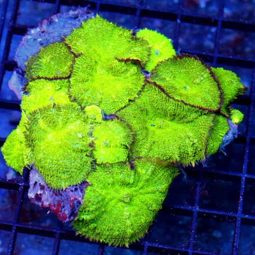 5x5 RHODACTIS MUSHROOM CORAL - SUEPR NEON GREEN FULLY COVERED RHODACTIS MUSHROOM CORAL