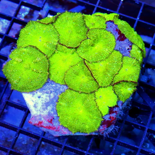 5.5x.5.5 RHODACTIS MUSHROOM CORAL - SUEPR NEON GREEN FULLY COVERED RHODACTIS MUSHROOM CORAL