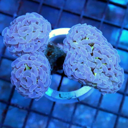 4.5x4 BRANCHING HAMMER CORAL - PURPLE AND BLUE TENTACLED BRANCHING HAMMER CORAL