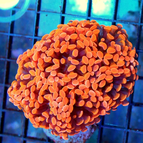 4.5x4 BRANCHING HAMMER - ULTRA ULTRA COLORED NEON ORANGE SHOWPIECE BRANCHING HAMMER CORAL