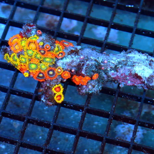 4 FIJI ZOANTHID CORAL COLONY - MULTICOLORED RARE FIJI IMPORTED ZOANTHID CORAL COLONY ROCK