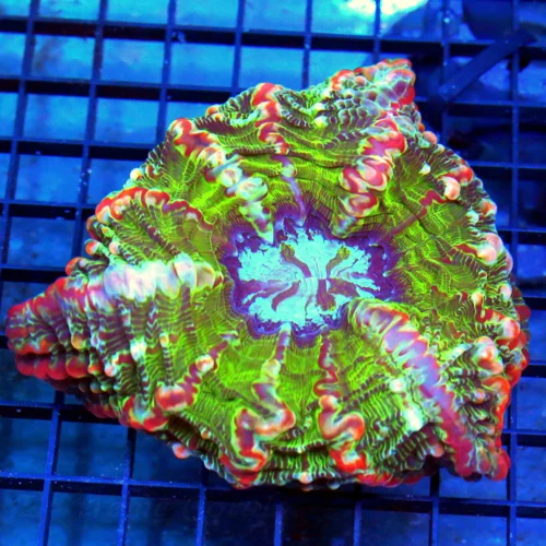 5x5 INDOPHYLLIA CORAL - OUT OF THIS WORLD SUPER ULTRA MASTER INDOPHYLLIA CORAL