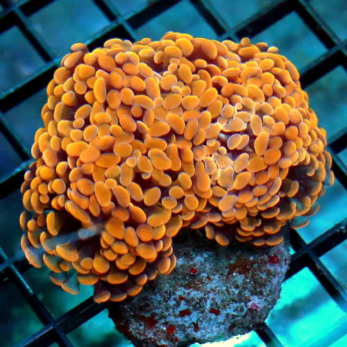 3 BRANCHING HAMMER - ULTRA ULTRA NEON ORANGE BRANCHING HAMMER CORAL