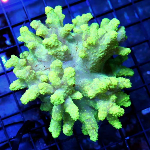 4.5x4.5 LEATHER CORAL - CRAZY INSANE LEMON LIME YELLOW FINGER LEATHER CORAL