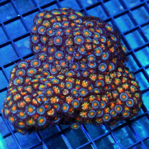 5x5 ZOANTHID CORAL - ULTRA COLORED SHOWPIECE BLUE RING ZOANTHID CORAL