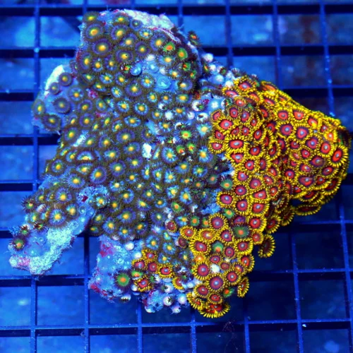 5x5 COMBO ZOANTHID CORAL - ULTRA COLORED ULTRA GRADE COMBO ZOANTHID CORAL COLONY