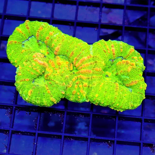 5x3.5 LOBOPHYLLLIA CORAL - VERY VERY PRETTY MULTICOLORED GREEN LOBOPHYLLIA CORAL