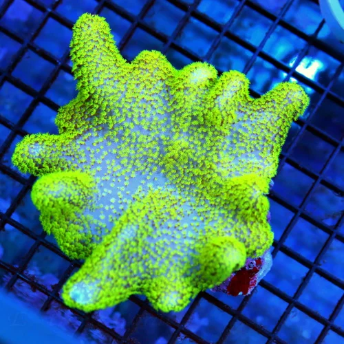 4.5x4.5 CROWN LEATHER CORAL - PURPLE BASE LEMON LIME YELLOW CROWN LEATHER CORAL