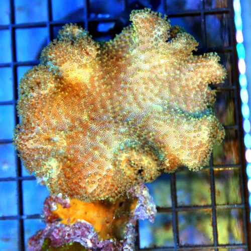 4.5x4.5 SARCOPHYTON ELEGANS - FIJI IMPORTED ULTRA COLORED YELLOW SARCOPHYTON ELEGANS LEATHER CORAL