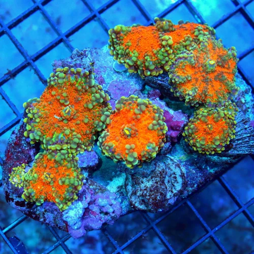 4.5x4 RICORDIA YUMA CORAL COLONY - BAD TO THE BONE ULTRA ULTRA COLORED FULLY COVERED RICORDIA YUMA C