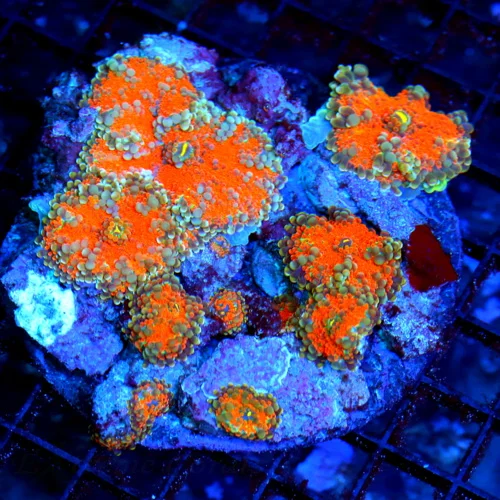 4.5x4.5 XL RICORDIA YUMA MUSHROOM CORAL - HARD TO GET FULLY COVERED RICORDIA YUMA MUSHROOM CORAL COL