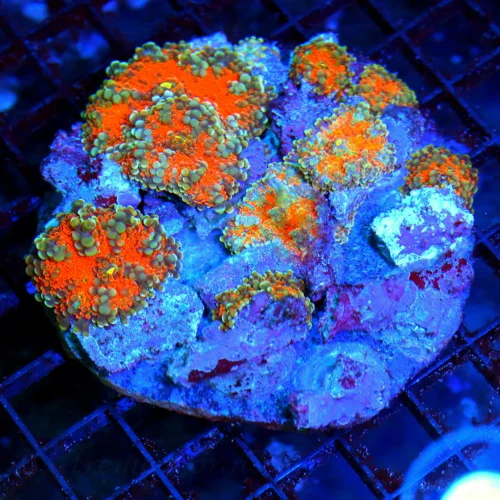 4.5x4.5 XL RICORDIA YUMA MUSHROOM CORAL - HARD TO GET FULLY COVERED RICORDIA YUMA MUSHROOM CORAL COL