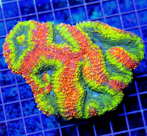 6.5x5 LOBOPHYLLIA CORAL - HANDPICKED ULTRA ULTRA TRICOLORED LOBOPHYLLIA CORAL