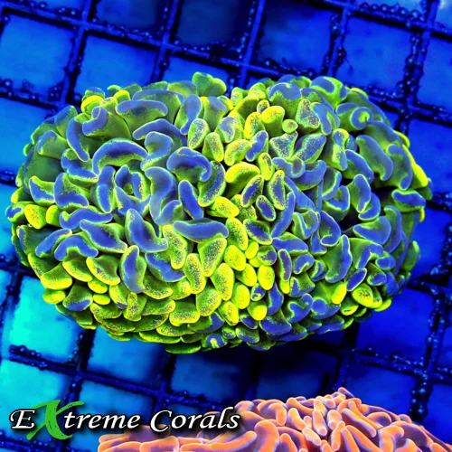 4.5x3.5 HAMMER CORAL - YELLOW BLUE PAINTED ULTRA GRADE HAMMER CORAL