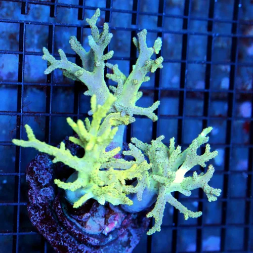 6x5 SINULARIA SPAGHETTI LEATHER CORAL - LEMON LIME YELLOW ULTRA COLORED SINULARIA LEATHER CORAL