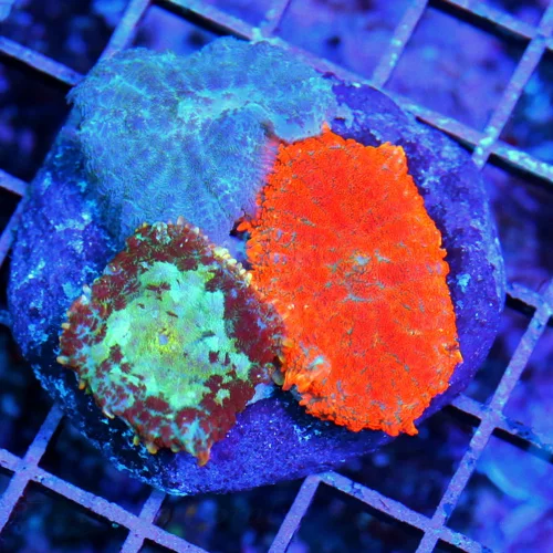 3 RHODACTIS MUSHROOM CORAL - ULTRA COLORED RAINBOW RHODACTIS MINI COLONY ROCK