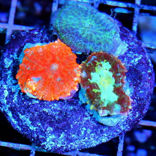 3 RHODACTIS MUSHROOM CORAL - ULTRA COLORED RAINBOW RHODACTIS MINI COLONY ROCK