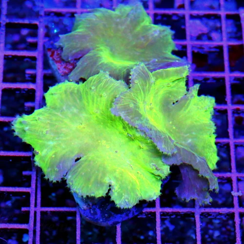 4.5x4 CABBAGE LEATHER CORAL - HARD TO GET NEON COLORED CABBAGE LEATHER CORAL